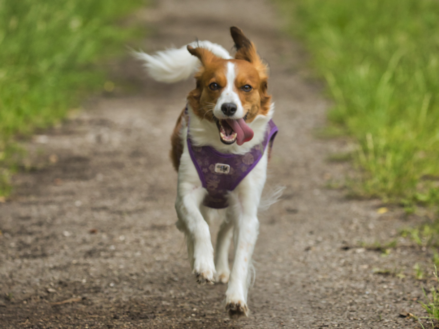 Kooikerhondje aus Langenhorn