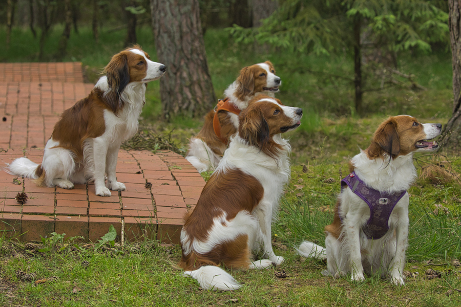 Kooikerhondje aus Langenhorn