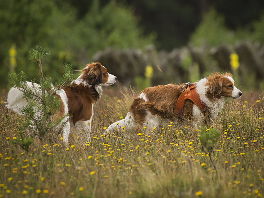 Kooikerhondje aus Langenhorn