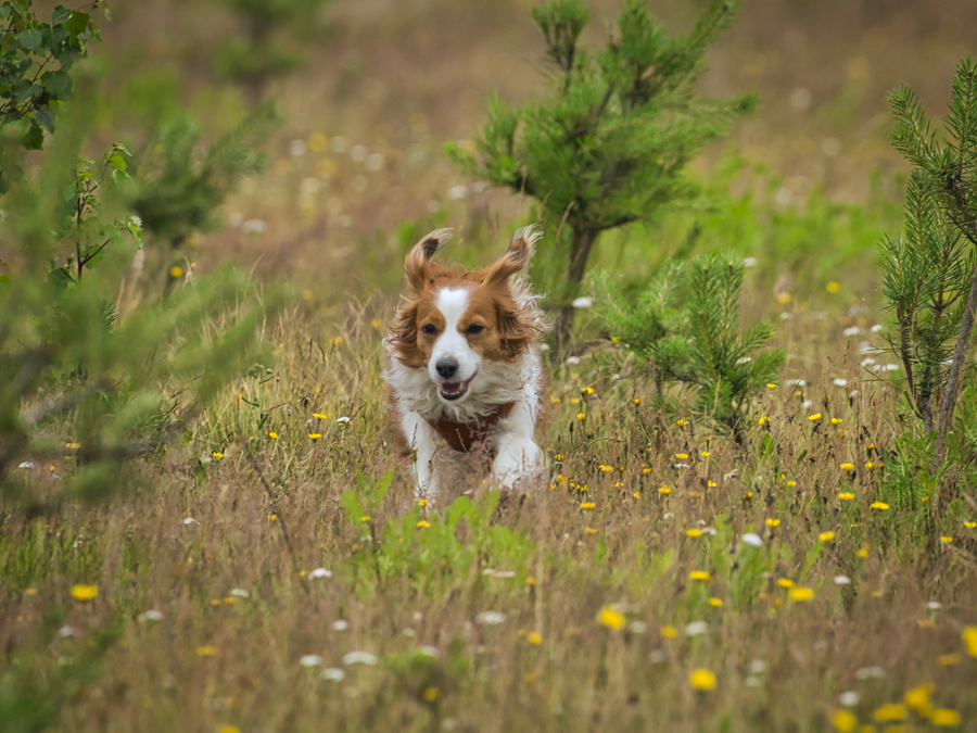 Kooikerhondje