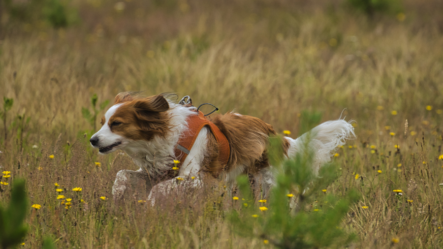 Kooikerhondje aus Langenhorn