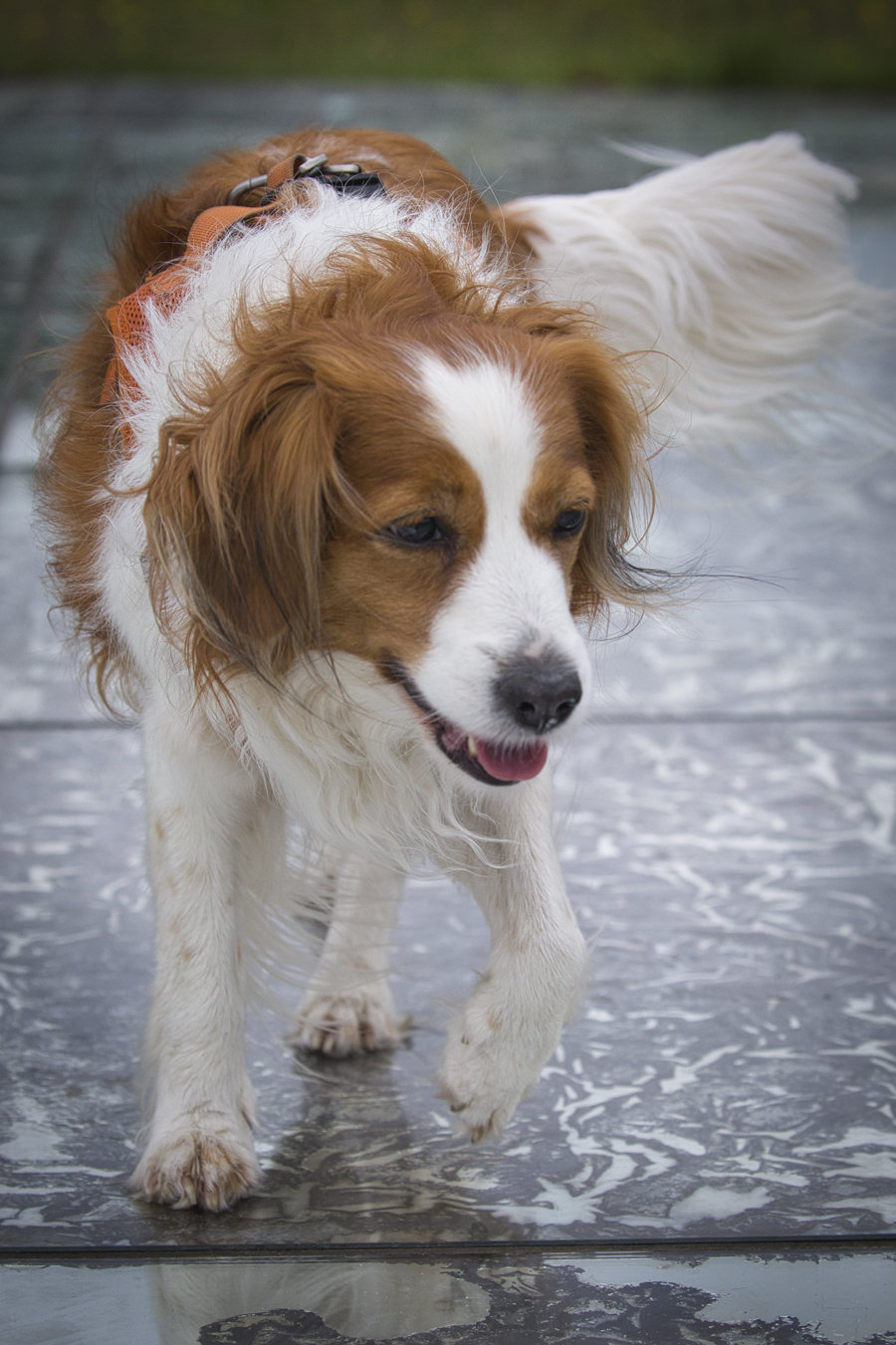 Kooikerhondje