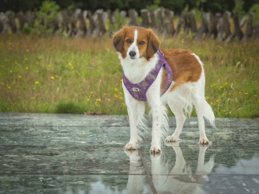 Kooikerhondje Hazel