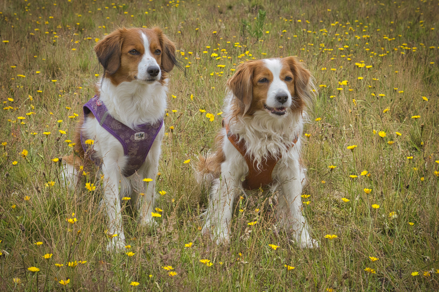 Godje und Hazel