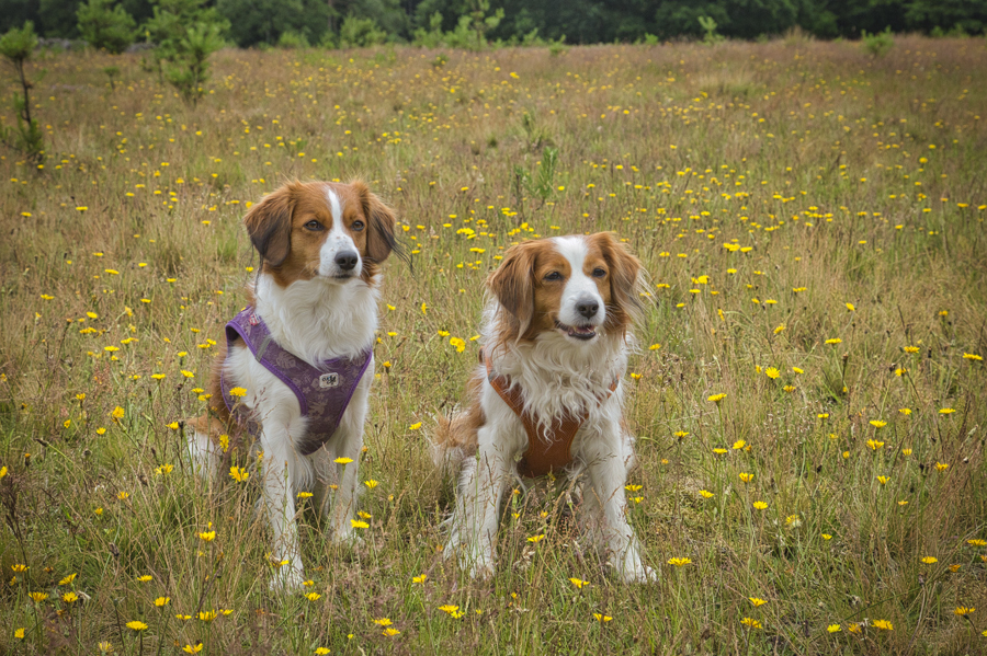 Kooikerhondje