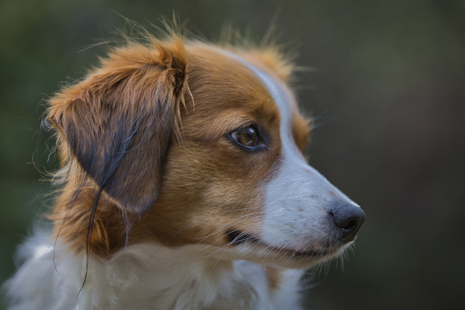 Kooikerhondje aus Langenhorn