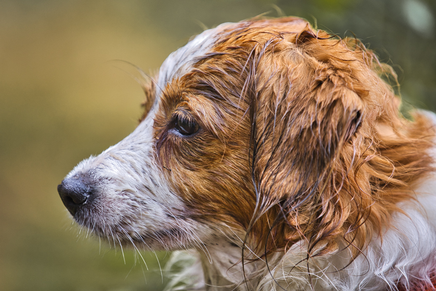 Kooikerhondje aus Langenhorn