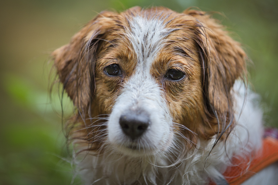 Kooikerhondje aus Langenhorn