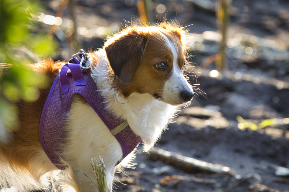 Kooikerhondje aus Langenhorn