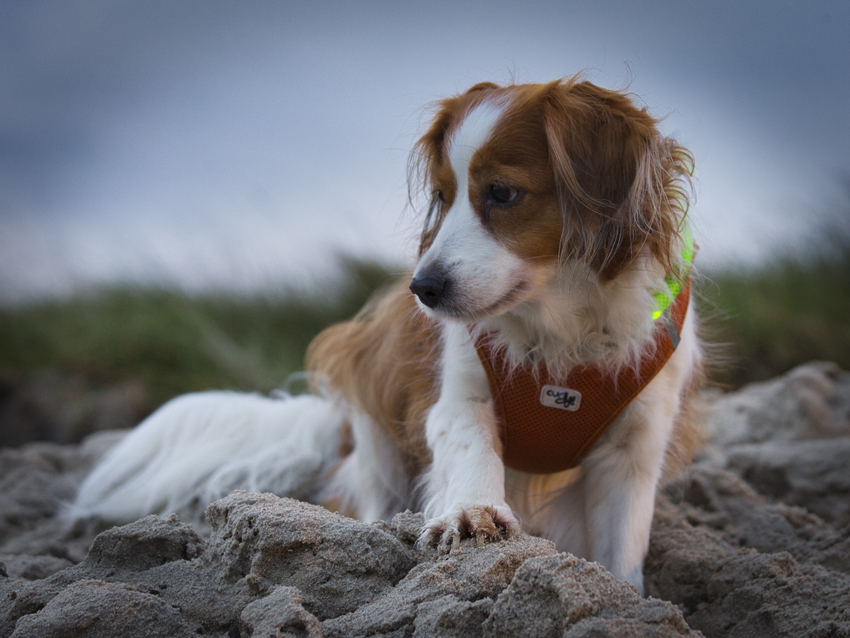 Urlaub mit Hund in Dänemark