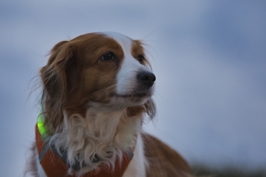 Urlaub mit Hund in Dänemark