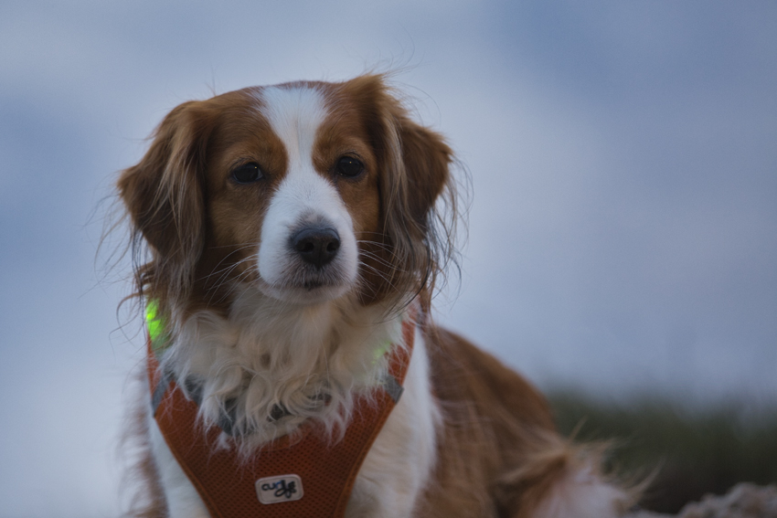 Urlaub mit Hund in Dänemark