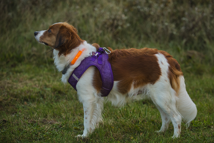 Urlaub mit Hund in Dänemark