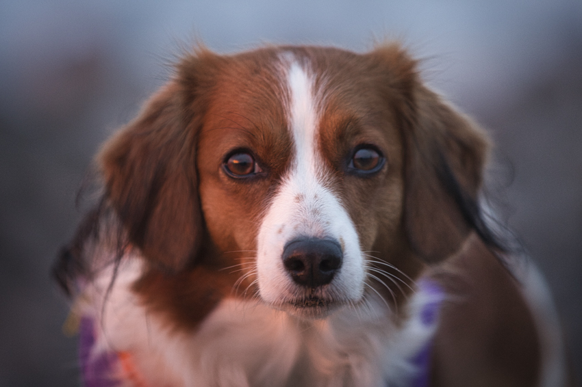 Urlaub mit Hund in Dänemark - Oktober 2020