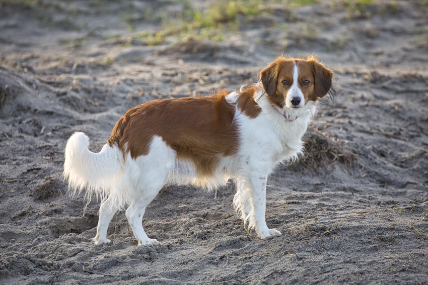 Urlaub mit Hund in Dänemark - Oktober 2020