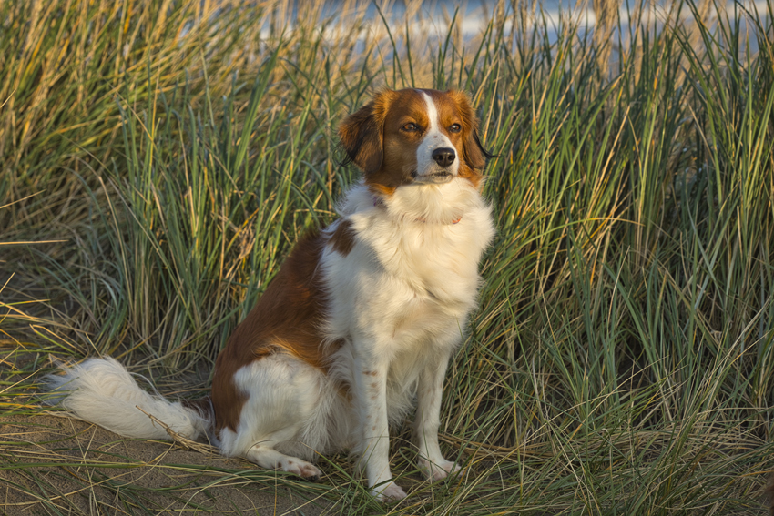 Urlaub mit Hund in Dänemark - Oktober 2020