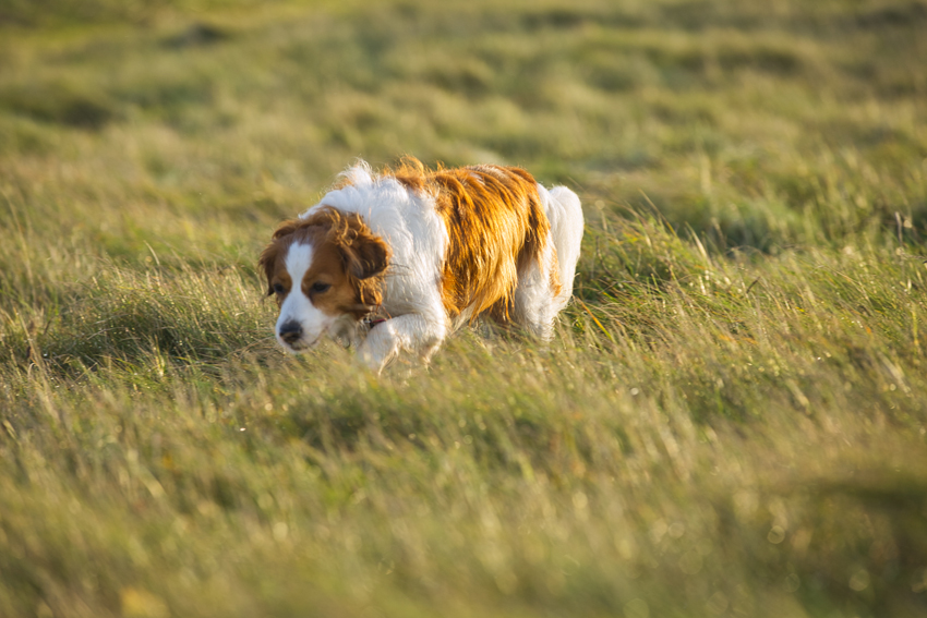 Urlaub mit Hund in Dänemark - Oktober 2020