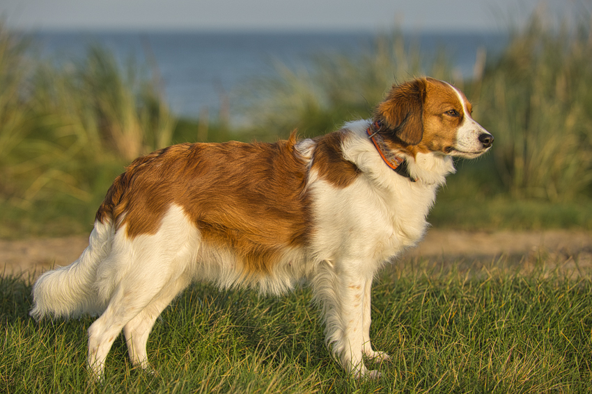 Urlaub mit Hund in Dänemark - Oktober 2020