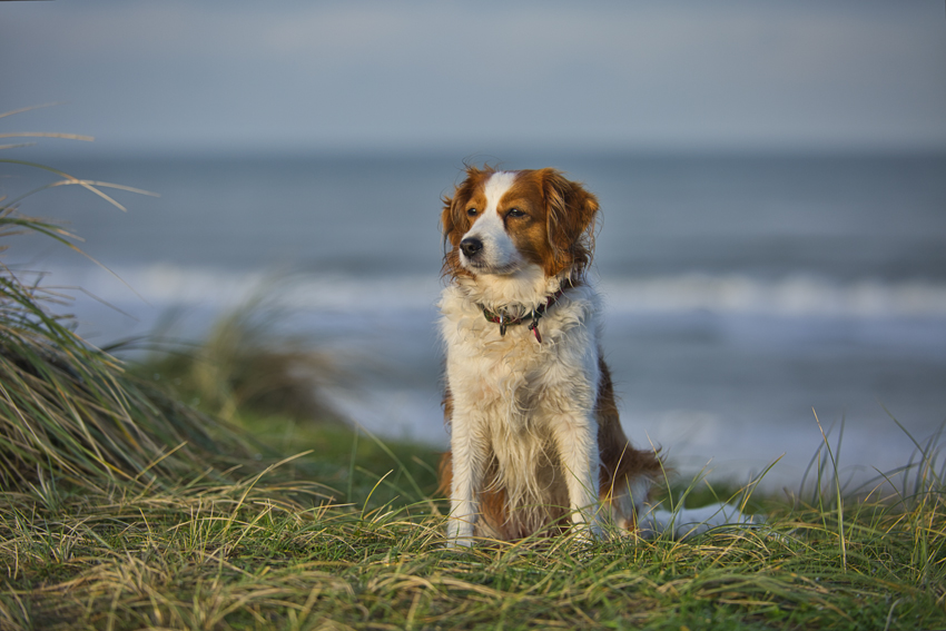 Urlaub mit Hund in Dänemark - Oktober 2020