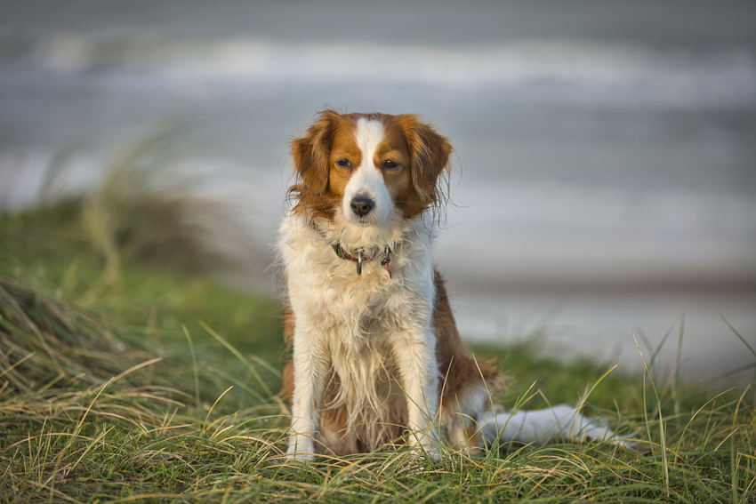 Urlaub mit Hund in Dänemark - Oktober 2020