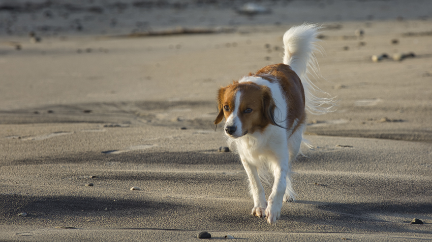 Urlaub mit Hund in Dänemark - Oktober 2020