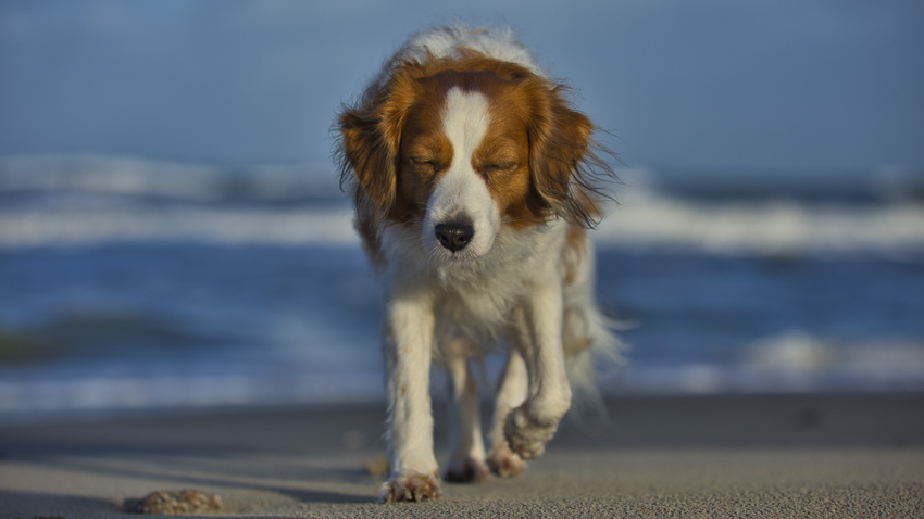 Urlaub mit Hund in Dänemark - Oktober 2020