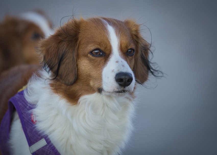 Urlaub mit Hund in Dänemark - Oktober 2020