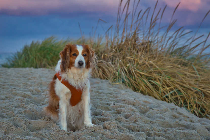 Urlaub mit Hund in Dänemark