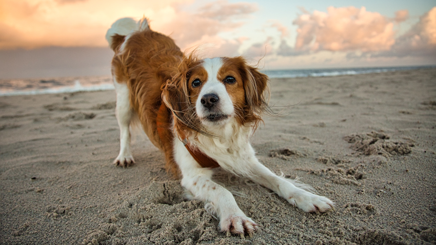 Urlaub mit Hund 2021