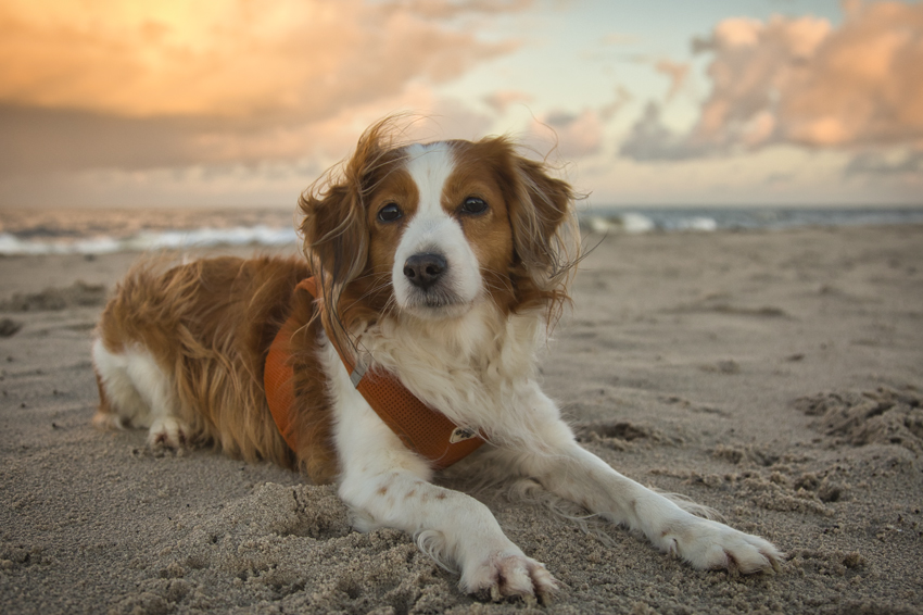 Urlaub in Dänemark mit Hund - Vrist 2021