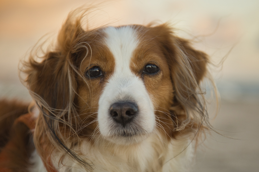 Urlaub mit Hund in Dänemark