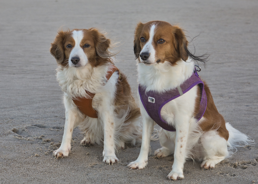 Urlaub mit Hund in Dänemark