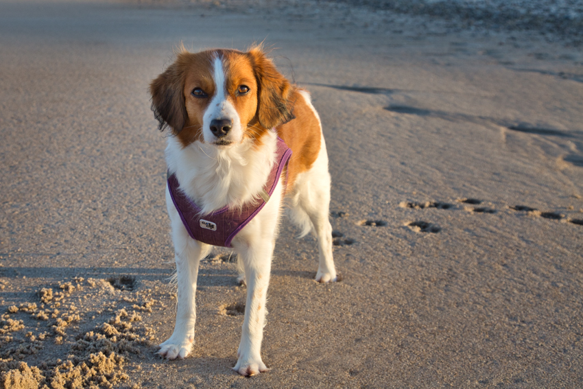 Urlaub mit Hund in Dänemark