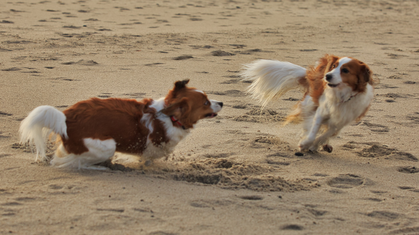 Urlaub mit Hund in Dänemark