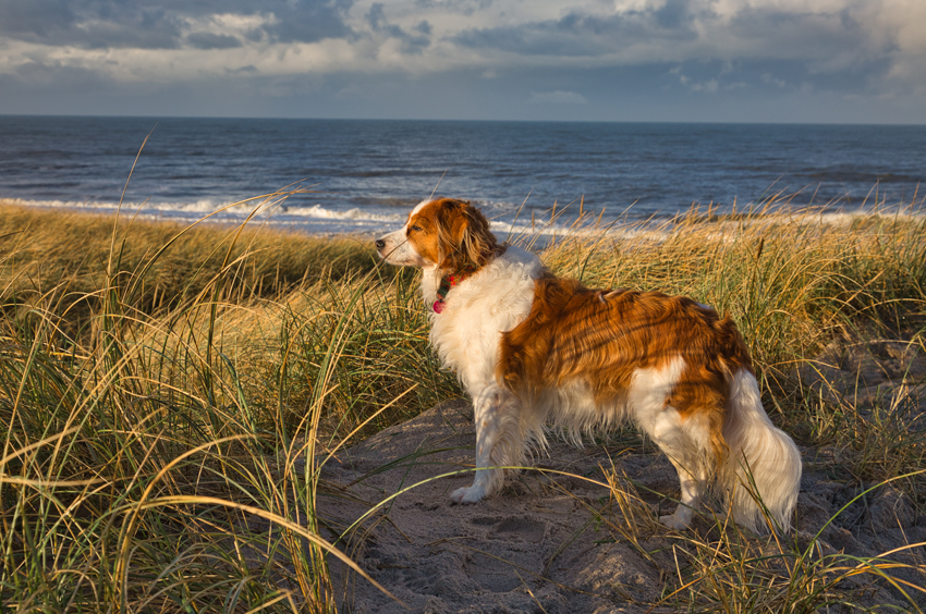 Urlaub mit Hund in Dänemark