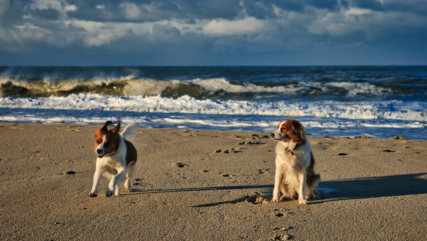 Urlaub mit Hund in Dänemark