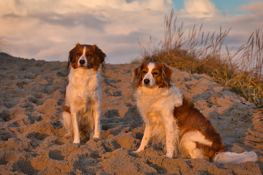 Urlaub mit Hund in Dänemark - November 2021