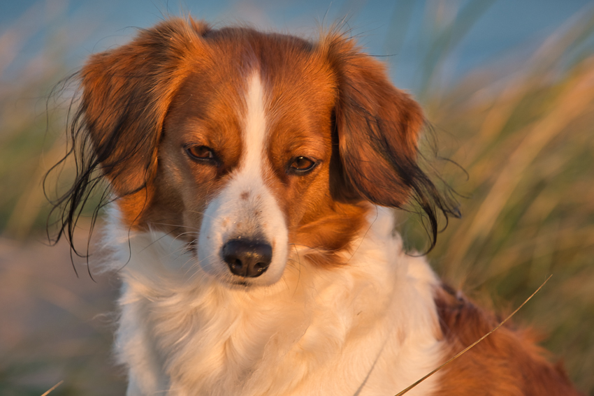 Urlaub mit Hund in Dänemark