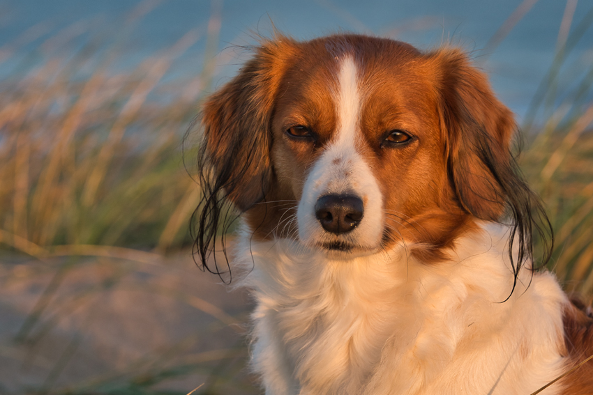 Urlaub mit Hund in Dänemark