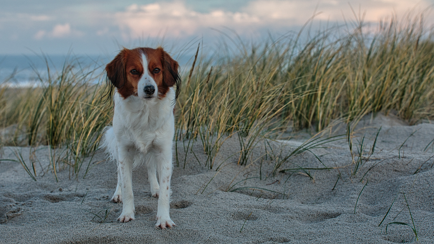 Urlaub mit Hund in Dänemark