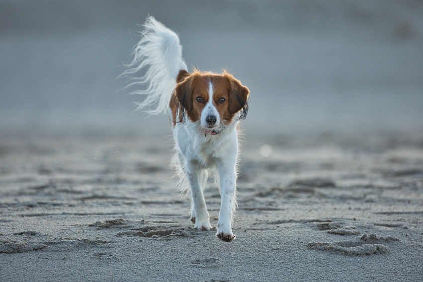 Urlaub mit Hund in Dänemark