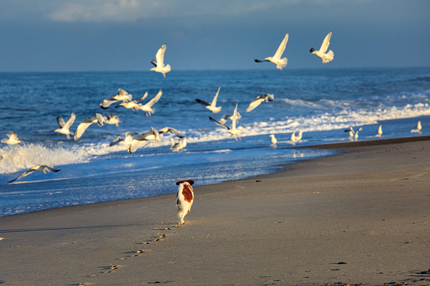 Urlaub mit Hund in Dänemark