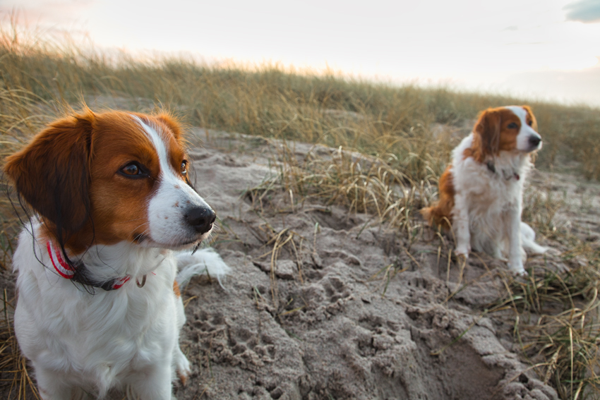 Urlaub mit Hund in Dänemark