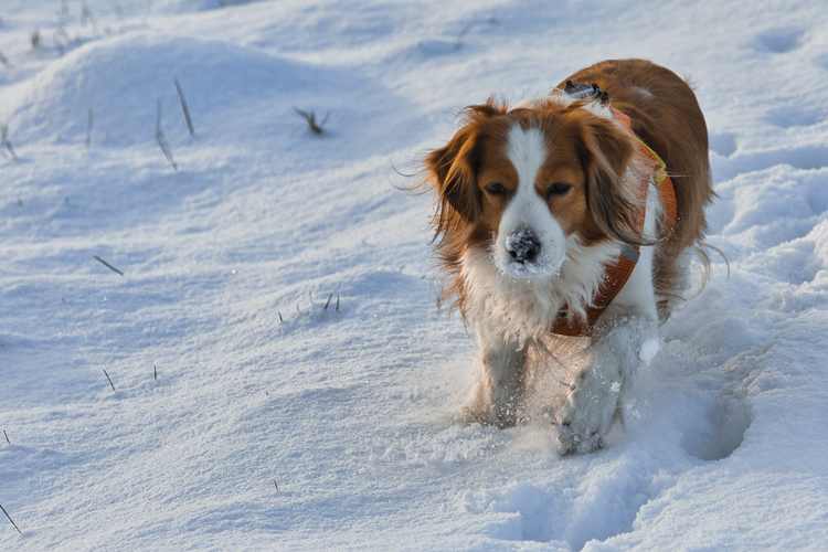 Kooikerhondje aus Langenhorn