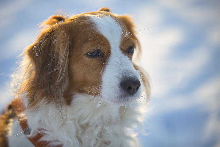 Kooikerhondje aus Langenhorn