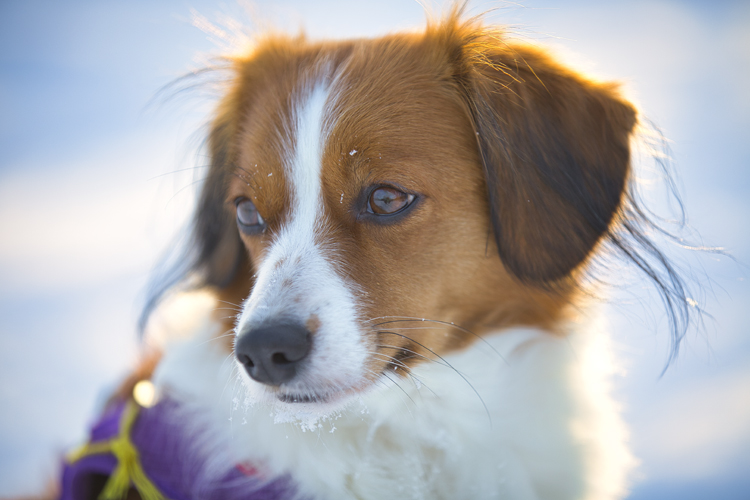 Kooikerhondje aus Langenhorn