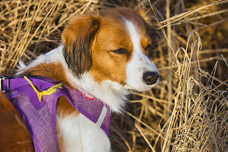 Kooikerhondje aus Langenhorn