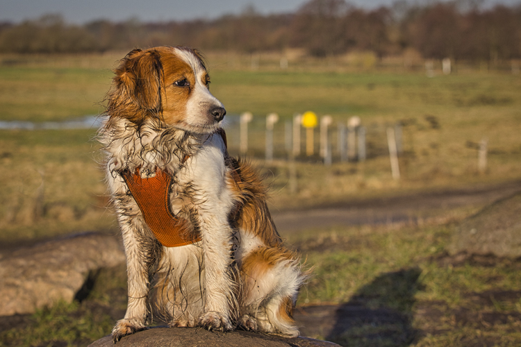 Kooikerhondje aus Langenhorn