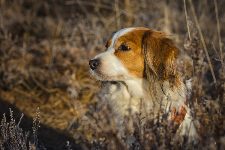 Kooikerhondje aus Langenhorn