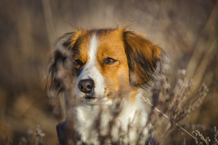 Kooikerhondje aus Langenhorn